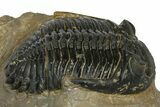 Chocolate-Brown Hollardops Trilobite - Foum Zguid, Morocco #372421-1